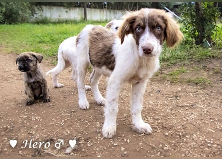 Hank und Hero suchen ein Zuhause