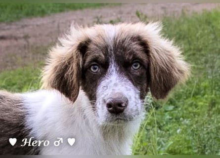 Hank und Hero suchen ein Zuhause