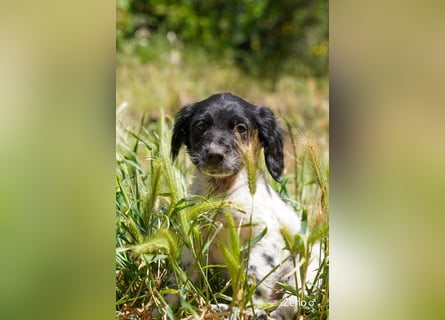 Vier Setter (-mischlinge) suchen ein Zuhause ab August