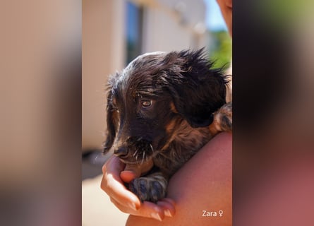 Ein Setterwelpe sucht  ab Anfang Juli ein Zuhause