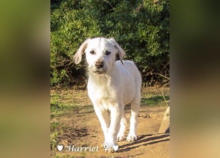 Harriet, Hank und Hero suchen ein Zuhause