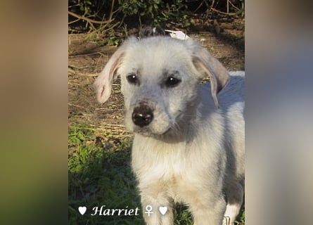 Harriet, Hank und Hero suchen ein Zuhause