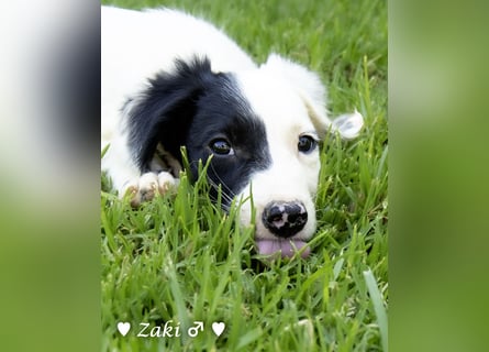 Drei Setter (-mischlinge) suchen ein Zuhause ab August