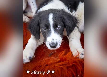 Harry, Harriet, Hank und Hero suchen ein Zuhause