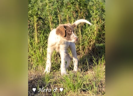 Hank und Hero suchen ein Zuhause