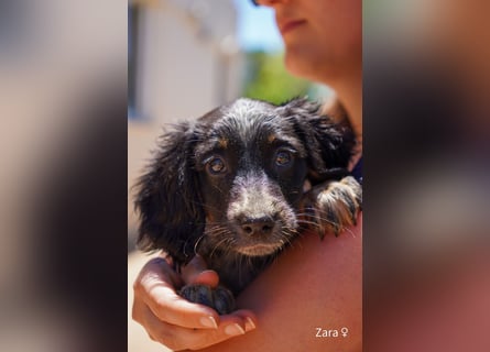Ein Setterwelpe sucht  ab Anfang Juli ein Zuhause
