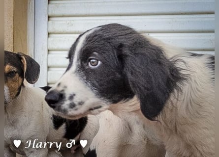 Harry, Harriet, Hank und Hero suchen ein Zuhause