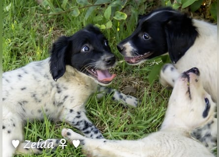Vier Setter (-mischlinge) suchen ein Zuhause ab August