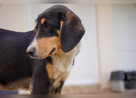 Doros, Dinos, Deri und Dex  suchen ein Zuhause