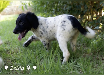 Vier Setter (-mischlinge) suchen ein Zuhause ab August