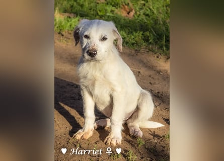Harriet, Hank und Hero suchen ein Zuhause