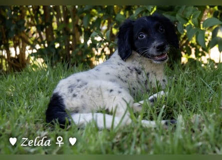 Vier Setter (-mischlinge) suchen ein Zuhause ab August