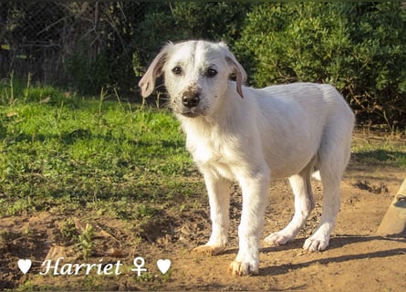 Harriet, Hank und Hero suchen ein Zuhause