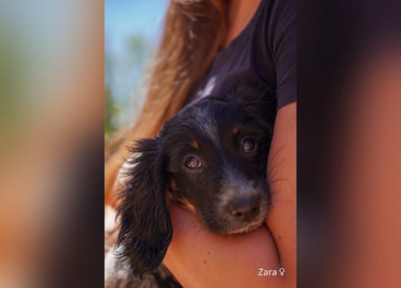 Ein Setterwelpe sucht  ab Anfang Juli ein Zuhause