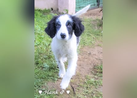 Hank und Hero suchen ein Zuhause