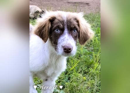 Hank und Hero suchen ein Zuhause