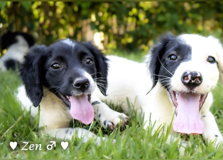 Vier Setter (-mischlinge) suchen ein Zuhause ab August