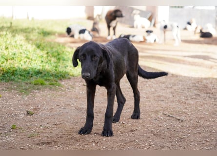 Doros, Dinos, Deri und Dex  suchen ein Zuhause