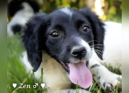 Zen -ein Setterwelpe sucht ab Ende August ein Zuhause