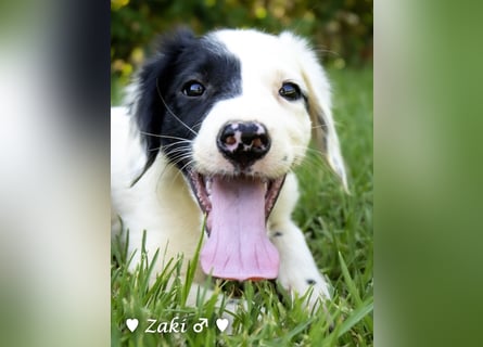 Drei Setter (-mischlinge) suchen ein Zuhause ab August