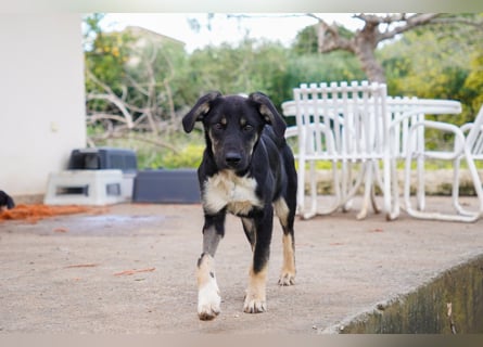 Doros, Dinos, Deri und Dex  suchen ein Zuhause