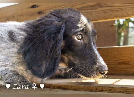 Vier Setter (-mischlinge) suchen ein Zuhause ab August
