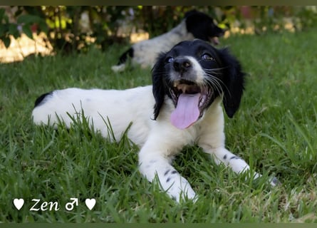 Vier Setter (-mischlinge) suchen ein Zuhause ab August