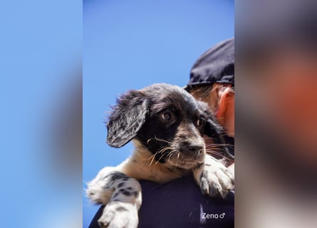 Vier Setter (-mischlinge) suchen ein Zuhause ab August
