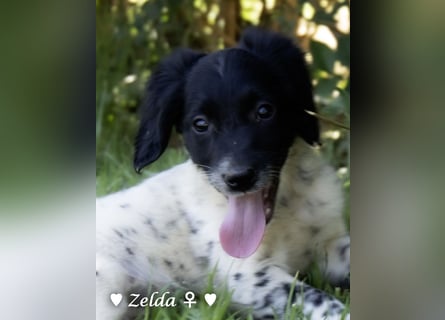 Vier Setter (-mischlinge) suchen ein Zuhause ab August