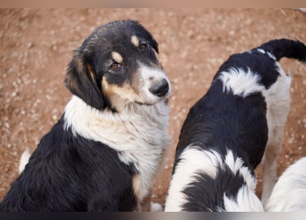 Doros, Dinos, Deri und Dex  suchen ein Zuhause