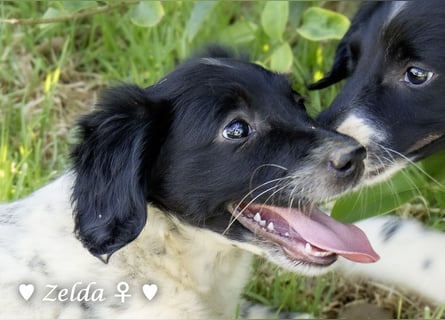 Vier Setter (-mischlinge) suchen ein Zuhause ab August