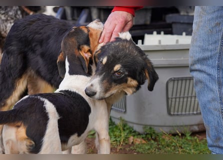 Doros, Dinos, Deri und Dex  suchen ein Zuhause