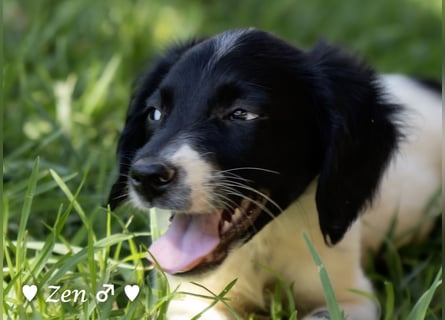 Zen -ein Setterwelpe sucht ab Ende August ein Zuhause
