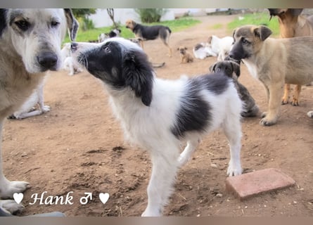 Hank und Hero suchen ein Zuhause