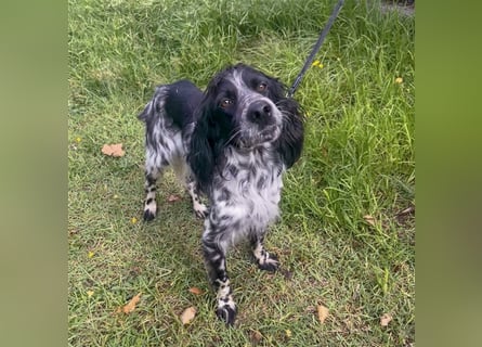 Dolly - freundlicher, lustiger Bub