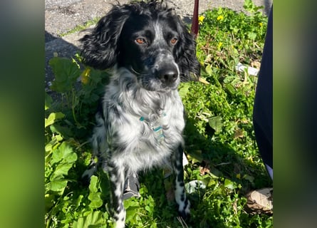 Dolly - freundlicher, lustiger Bub