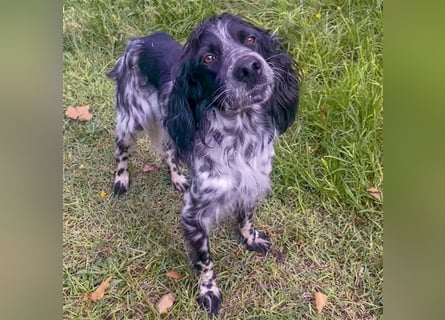 Dolly - freundlicher, lustiger Bub