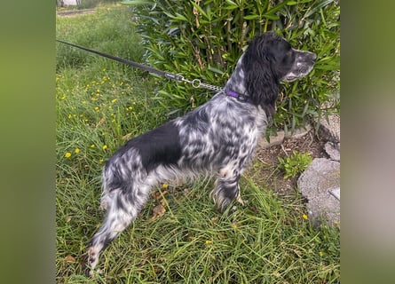 Dolly - freundlicher, lustiger Bub