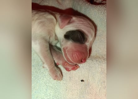 English setter Wurf geplanten