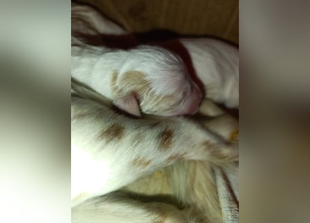 English setter Wurf geplanten