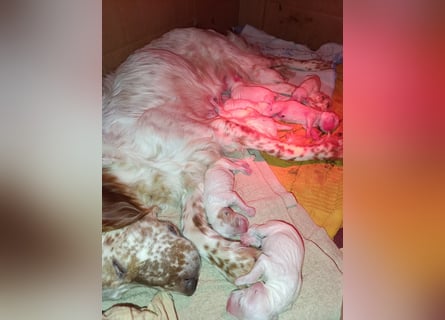 English setter Wurf geplanten