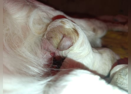 English setter Wurf geplanten