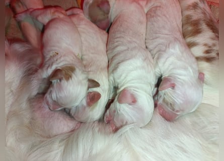 English setter Wurf geplanten