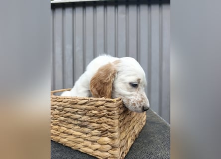 English setter Welpen (3 Rüden)