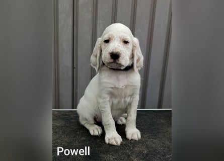 English setter Welpen (3 Rüden)