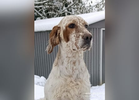 English setter Welpen (3 Rüden)