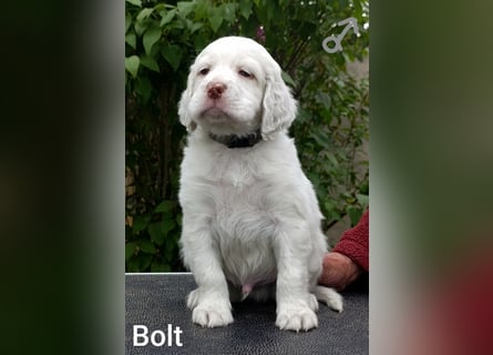 English setter Welpen (3 Rüden)