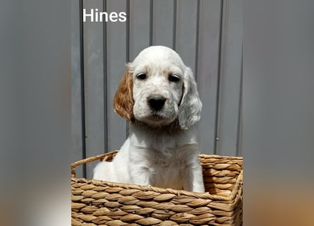English setter Welpen (3 Rüden)