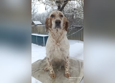 English setter Welpen (3 Rüden)