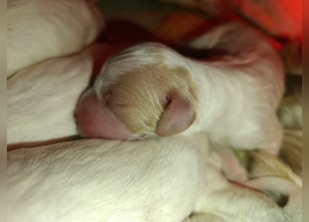English setter Wurf geplanten